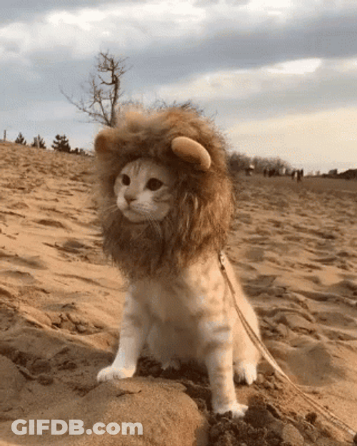 Cute Cat Lion GIF