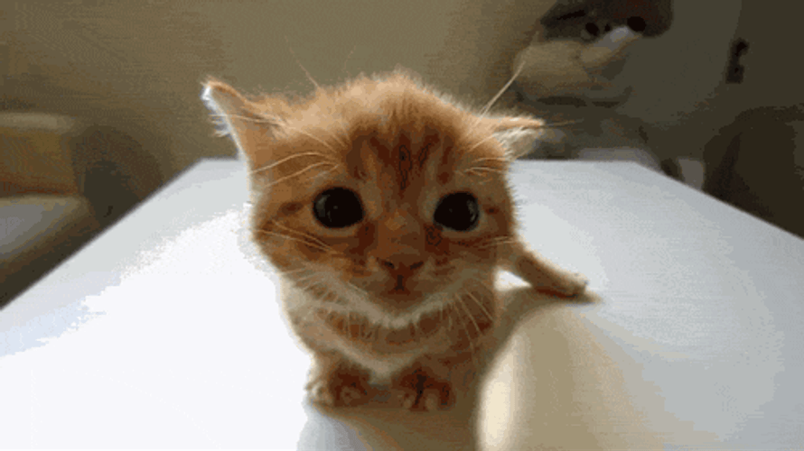 Cute Cat Little Eyebrows GIF