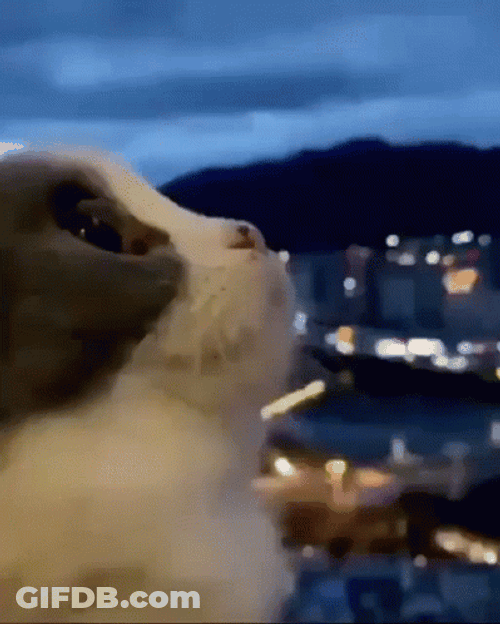 Cute Cat Looking Up GIF