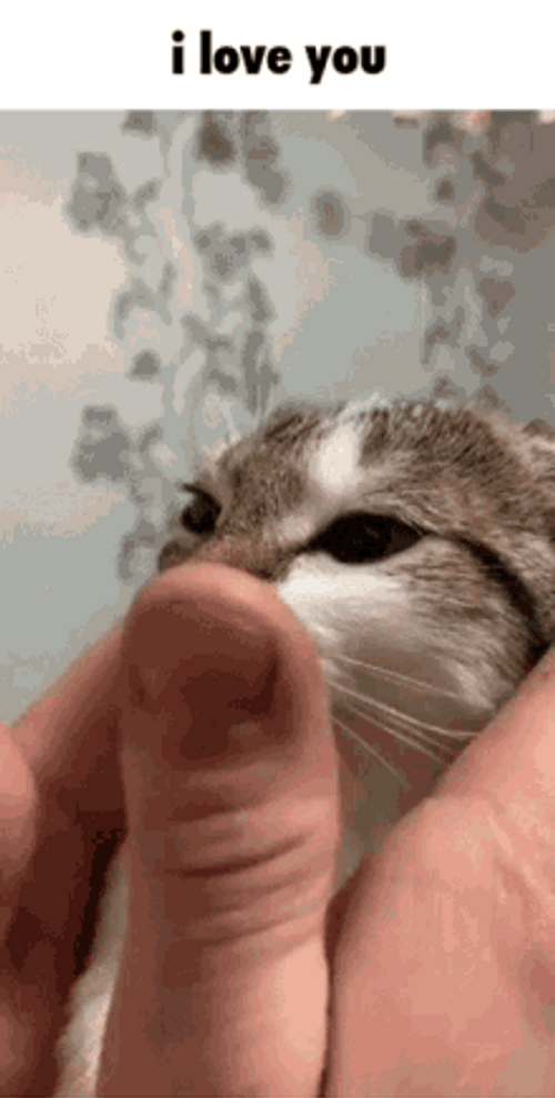 Cute Cat Memes I Love You Stare GIF