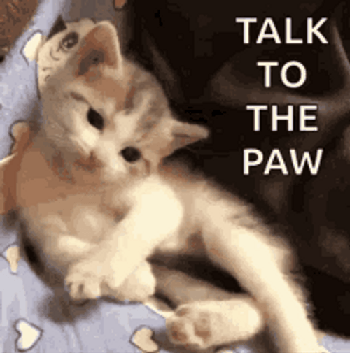 Cute Cat Memes Talk To The Paw GIF