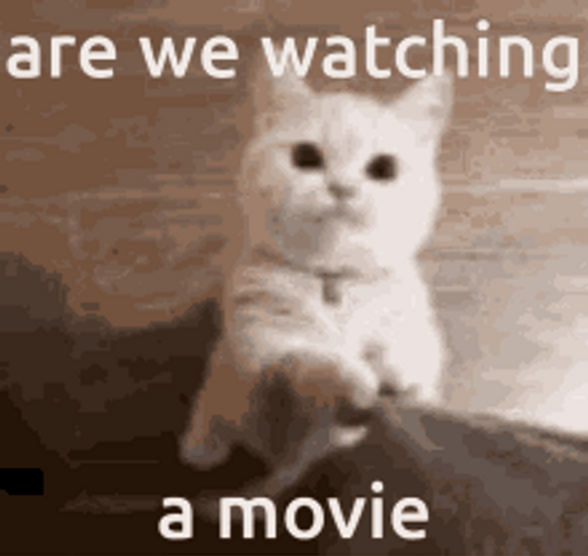 Cute Cat Meow Movie Time GIF