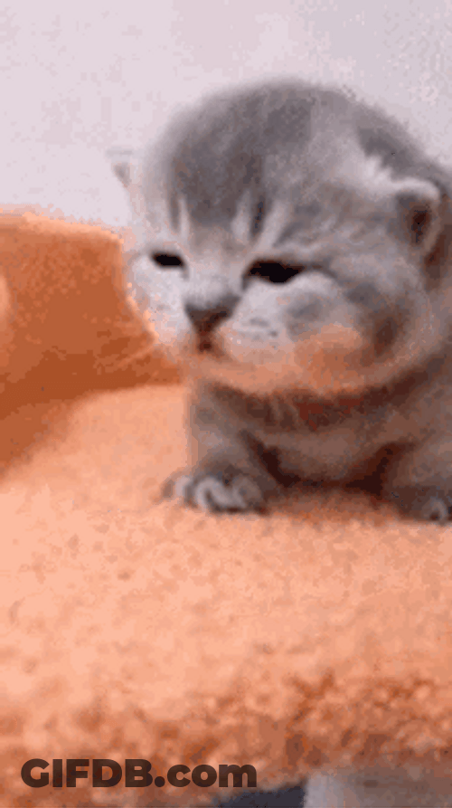 Cute Cat Meow Sad Eyes GIF