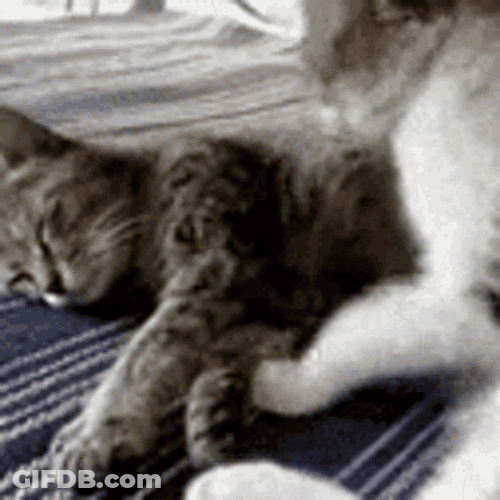 Cute Cat Moving And Snuggling GIF