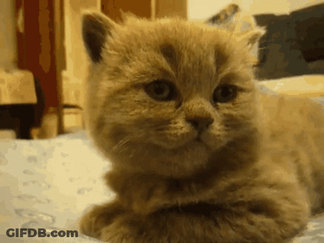 Cute Cat Pass Out GIF