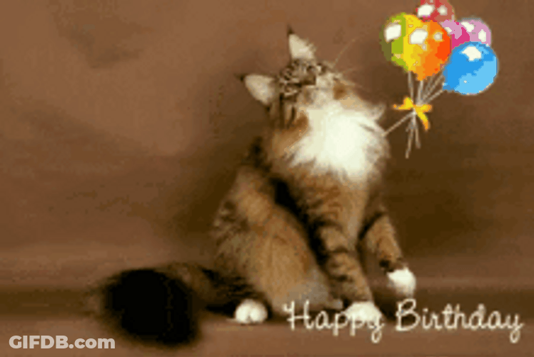 Cute Cat Playing Birthday Balloons GIF