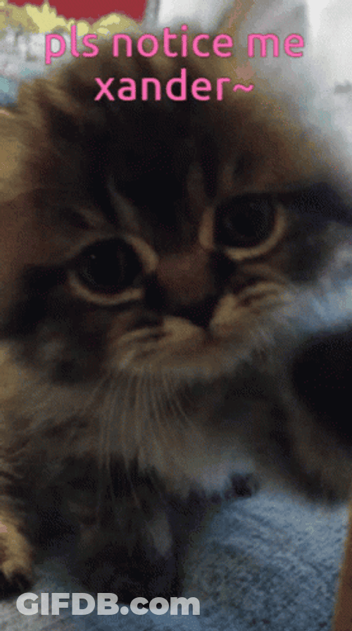Cute Cat Please Notice Me Xander GIF