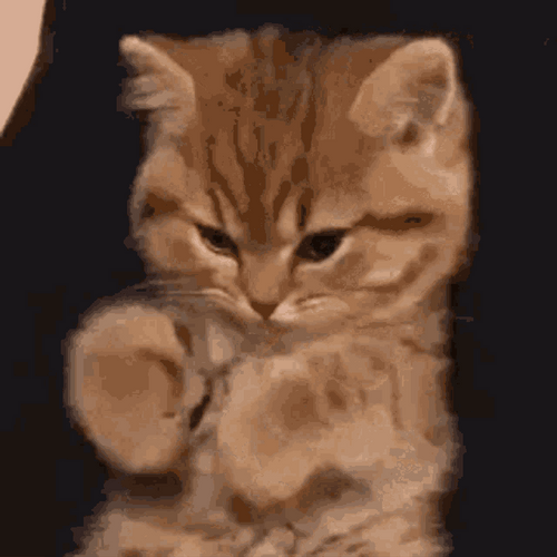 Cute Cat Pout GIF