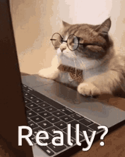 Cute Cat Really GIF