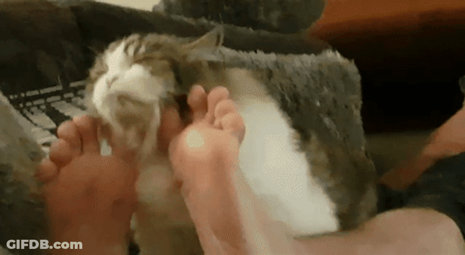 Cute Cat Relaxing In Human Legs GIF
