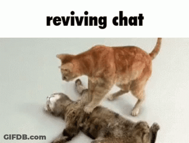 Cute Cat Reviving Chat GIF