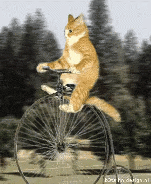 Cute Cat Riding Bicycle Cartoon GIF