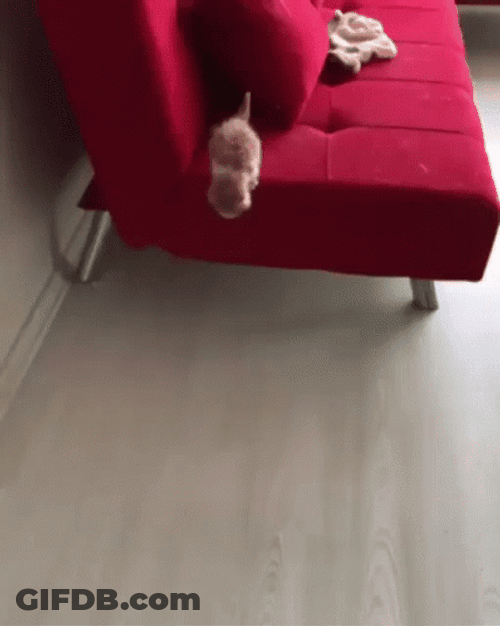 Cute Cat Running GIF