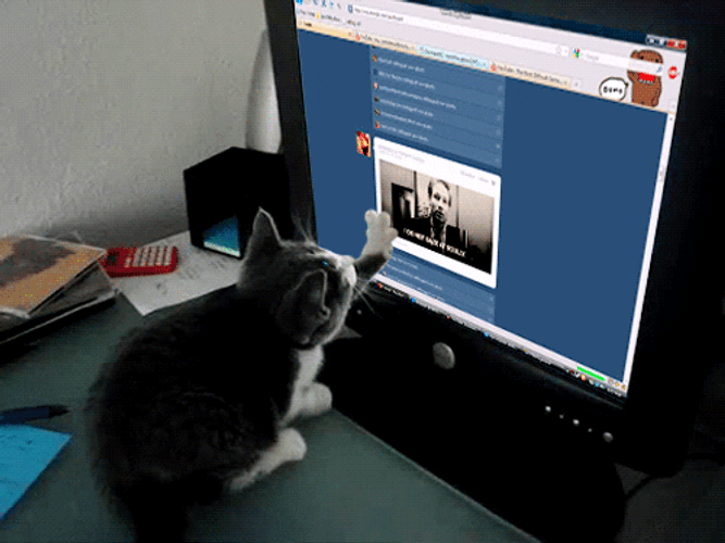 Cute Cat Scrolling Through Computer GIF