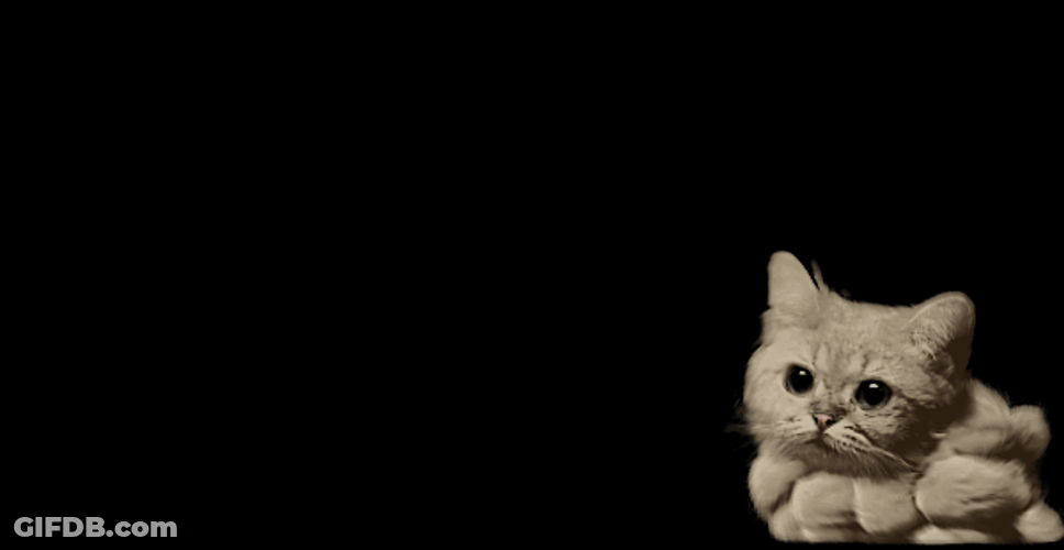 Cute Cat Smoke Signals GIF