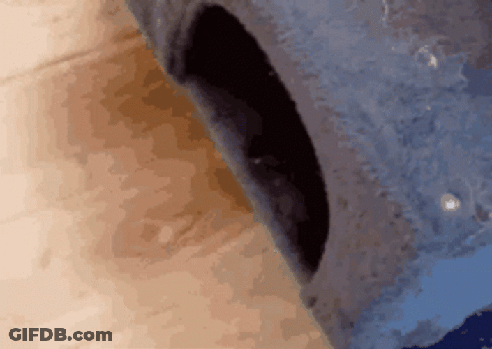 Cute Cat Sneaking Hide And Seek GIF