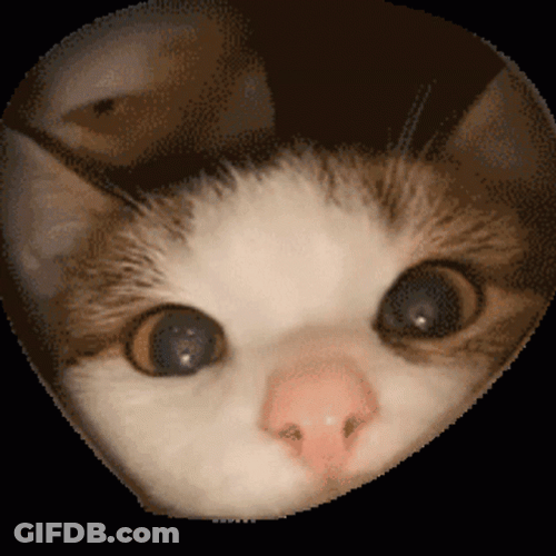 Cute Cat Sniff GIF