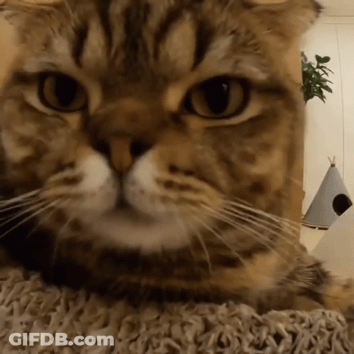 Cute Cat Sniffing Yawning GIF