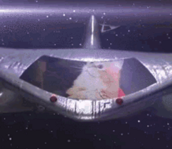 Cute Cat Space War GIF