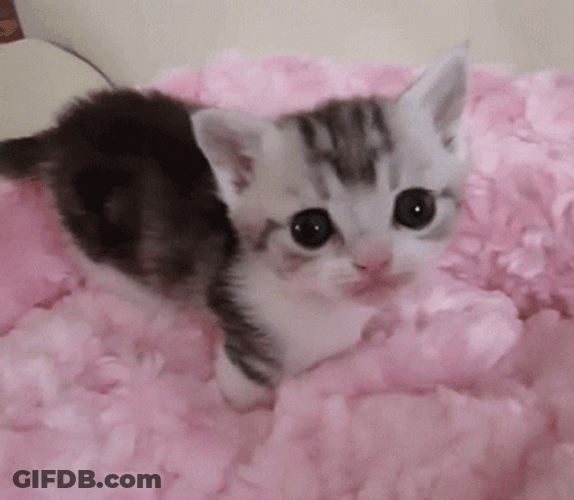 Cute Cat Sticking Out Tongue GIF