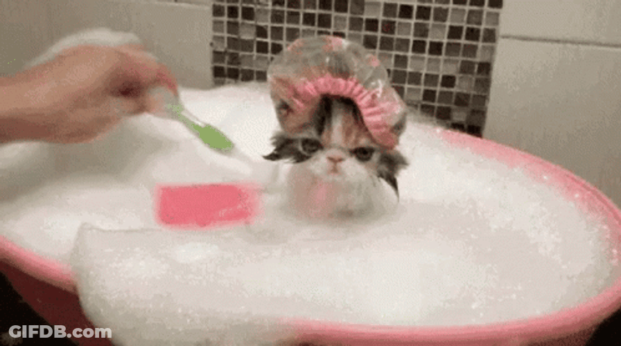 Cute Cat Taking A Bath GIF