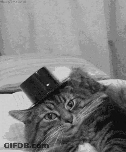 Cute Cat Top Hat GIF