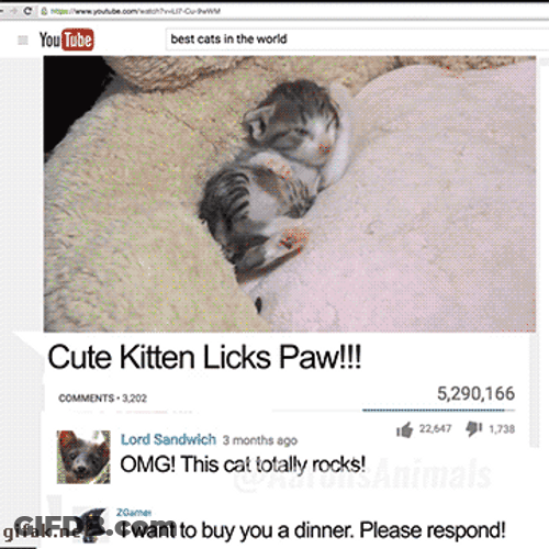 Cute Cat Video Youtube GIF