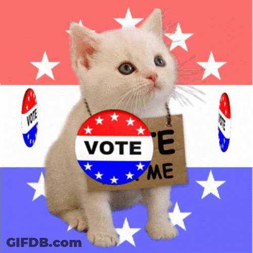 Cute Cat Vote For Me GIF