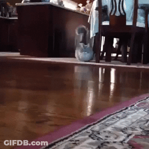 Cute Cat Waddles Home GIF