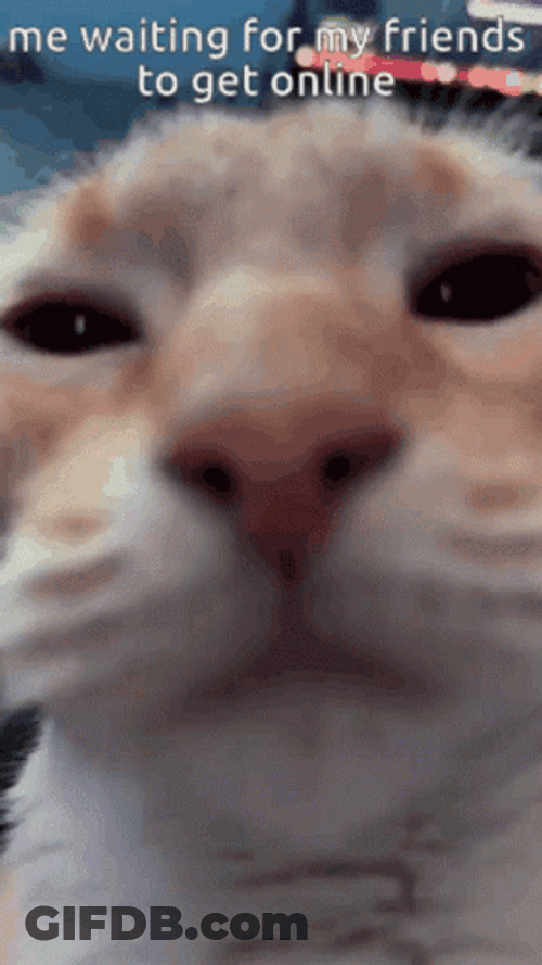 Cute Cat Waiting Friends Online GIF