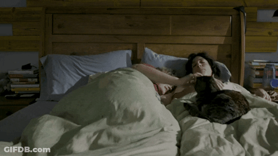 Cute Cat Wake Up Couple In Bed GIF