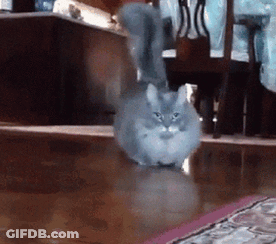 Cute Cat Walking To Camera GIF