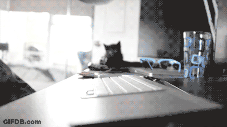 Cute Cat Wants Fingers Off Computer GIF