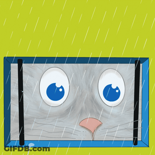 Cute Cat Watching Rain Animated GIF