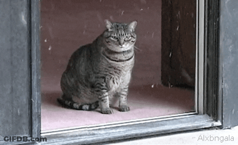 Cute Cat Watching Snow Storm GIF