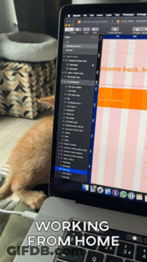 Cute Cat Working From Home Computer GIF