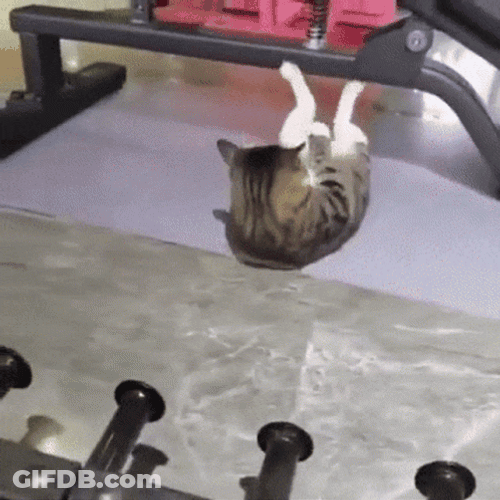 Cute Cat Working Out In Gym GIF