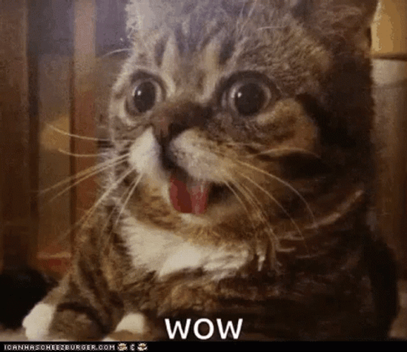 Cute Cat Wow Meme GIF