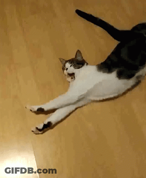 Cute Cat Yawn And Stretch On Floor GIF