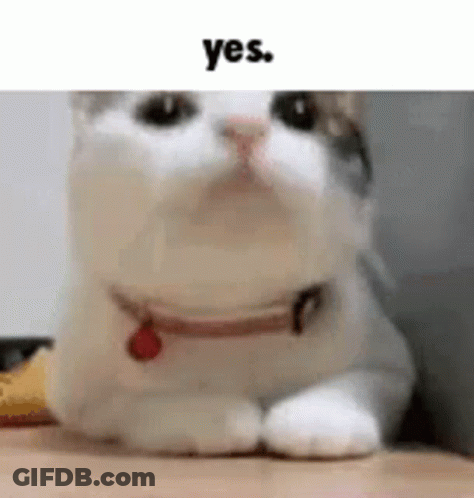 Cute Cat Yes Meme GIF