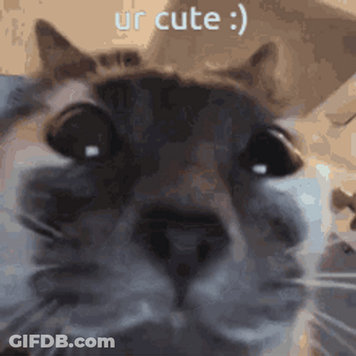 Cute Cat You're Cute GIF