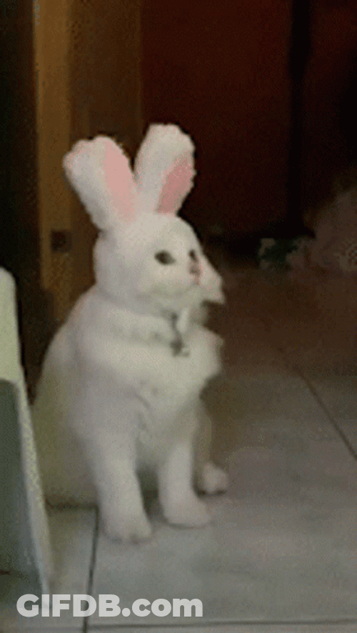 Cute Cats Bunny Headband GIF