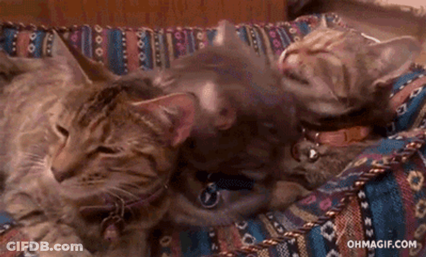 Cute Cats Cuddle Lick GIF