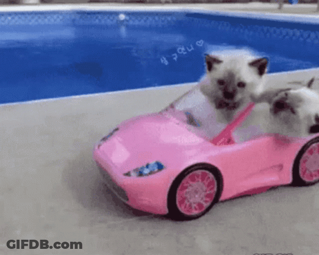 Cute Cats Driving Toy Car GIF