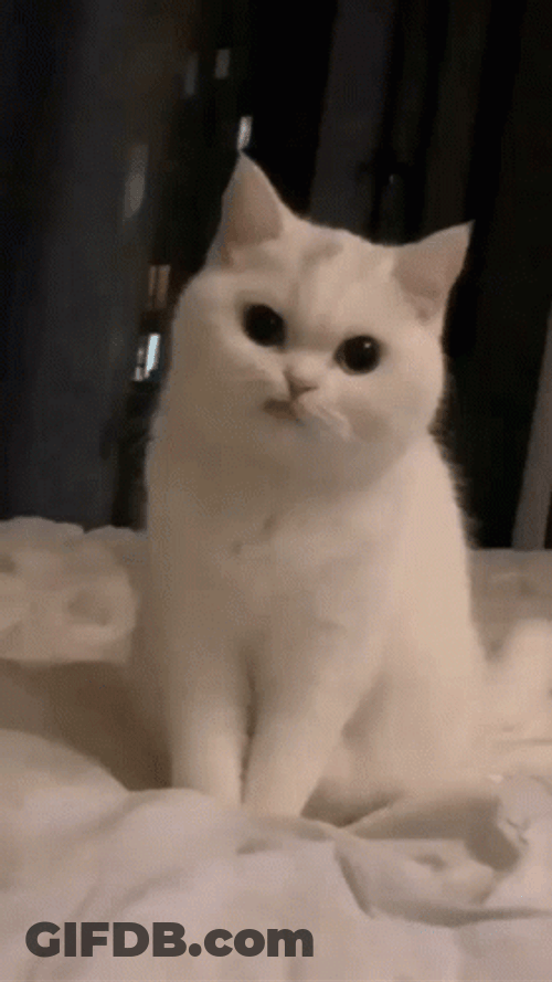 Cute Cats Ears Moving GIF