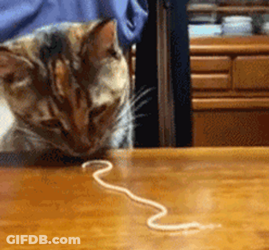 Cute Cats Eating Pasta GIF