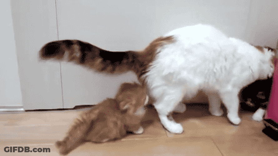 Cute Cats Family Love GIF