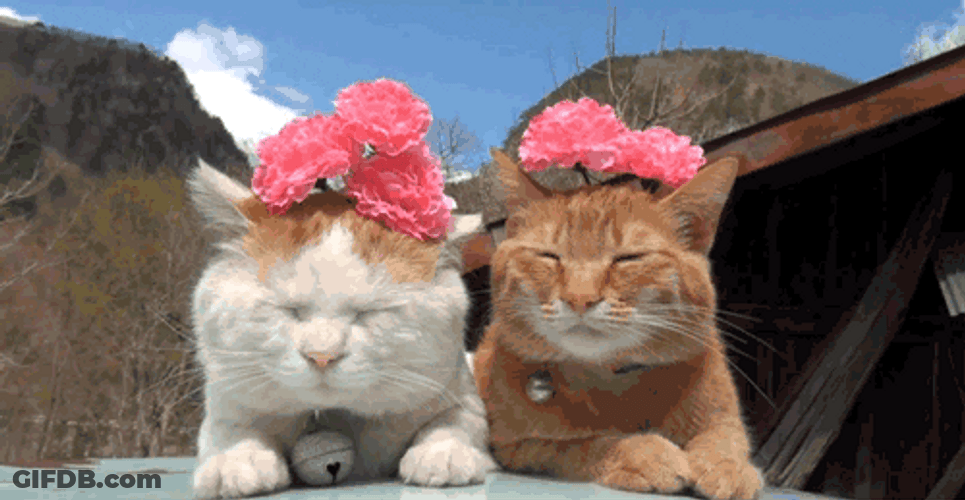Cute Cats Flowers Sunbathing GIF