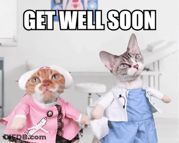 Cute Cats Get Well Soon GIF