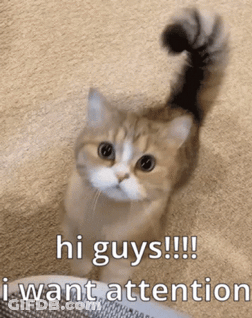 Cute Cats I Want Attention GIF
